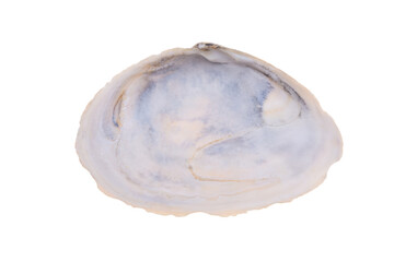 sea shell isolated on white