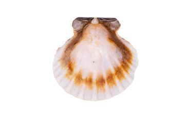 sea shell isolated on white
