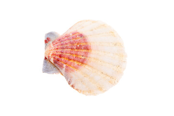 sea shell isolated on white