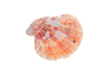 sea shell isolated on white