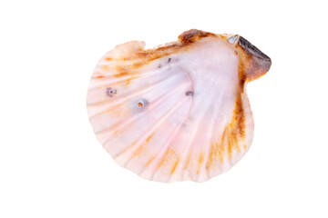 sea shell isolated on white