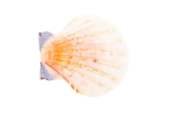 sea shell isolated on white