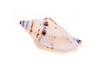 sea shell isolated on white