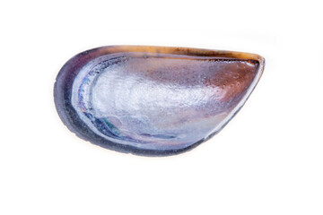 sea shell isolated on white