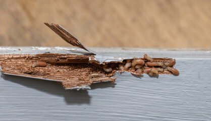 Drywood termites found in furniture