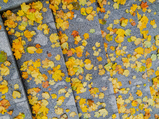 Wet staircase covered with color yellow leaves in autumn park