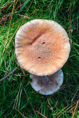 A pair of cream colored mushrooms on the ground of a pine forest in Xistral Abadin Galicia