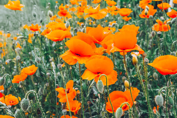 field of poppy flowers