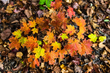 autumn leaves background