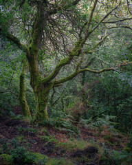 Majestic mossy old oak with an evocative anthropomorphic attitude
