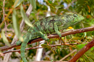 Malagasy giant chameleon // Madagaskar-Riesenchamäleon (Furcifer oustaleti) © bennytrapp