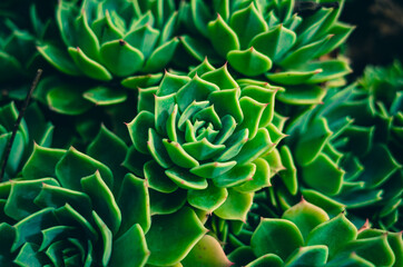 Obraz premium Echeveria succulent
