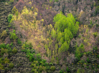 Mixed forest with a heart shape