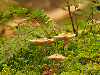 Mushrooms on green moss cover with ferns