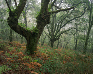 Obraz premium Mystical atmosphere in an ancient misty forest
