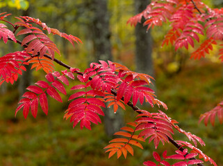 Colorful branch of mountain ash in fall