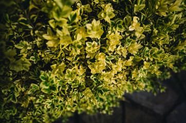 Obraz premium leaves background