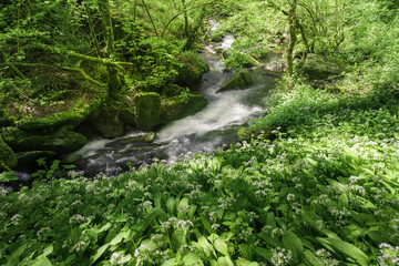 Obraz premium The banks of a stream covered with wild garlic flowered