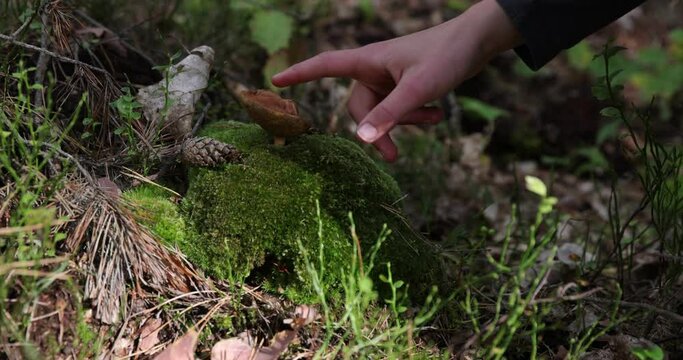 Hand touching mushroom on forest ground, picking season
