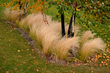 The dry leaves of the grass curl in the wind and look like hair. lawn and several trees. flowerbed with sheet metal curb and light marble, limestone mulch gravel. modern park in autumn - obrazy, fototapety, plakaty