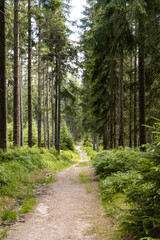 path in the woods