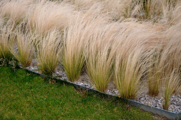 The dry leaves of the grass curl in the wind and look like hair. lawn and several trees. flowerbed...