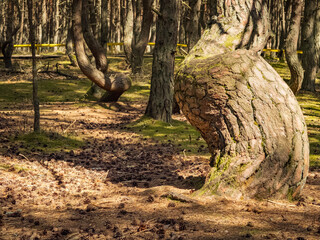 The Dancing Forest is a nature reserve. Unique curved tree trunks on the Baltic coast.