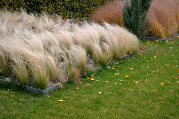 The dry leaves of the grass curl in the wind and look like hair. lawn and several trees. flowerbed with sheet metal curb and light marble, limestone mulch gravel. modern park in autumn