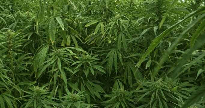Organic textile hemp plants in a field in Denmark