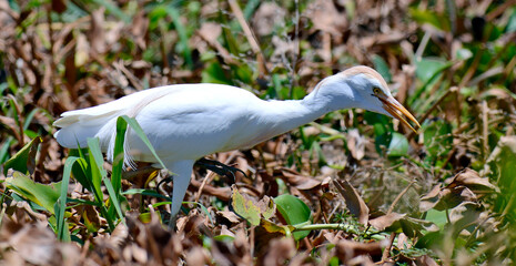 Cattle egret in Madagascar // Kuhreiher (Bubulcus ibis) in Madagaskar