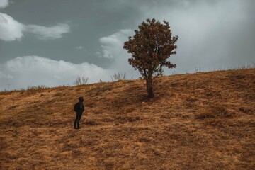 lonely trees in the steppe