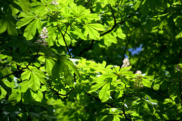 Fototapeta na wymiar green leaves in spring,leaf, nature, plant, leaves, tree, garden,garden,flower, natural,