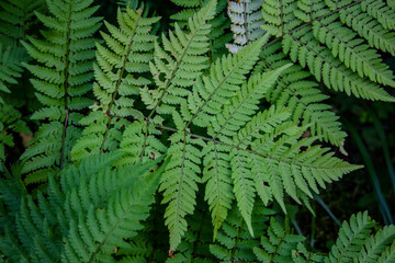 Fototapeta na wymiar Fern leaves create a beautiful pattern. Fern leaf pattern hides the ground securely