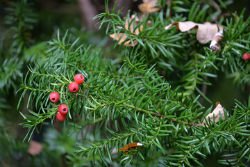 English Yew (Taxus Baccata) close up somewhere in Europe.