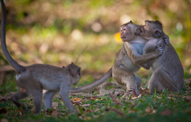 Monkeys from Southeast Asia. Filmed in Cambodia