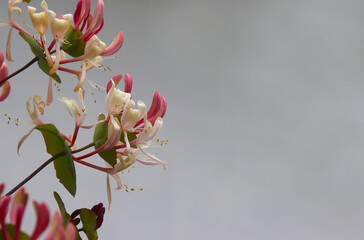 Purple honeysuckle buds .