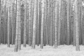 Beautiful black and white image with pine trees on black and white background in style of old black and white retro photo as sample of black and white photo