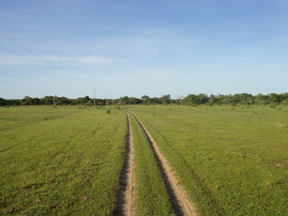 Fototapeta na wymiar road in the Pantanal
