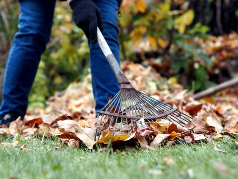 Autumn. Work to clean the lawn from dead leaves. Rake with autumn leaves close up. Cleaning work in the open air.