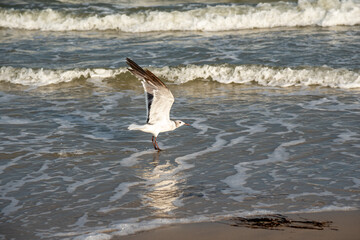 Fototapeta na wymiar Laughing Gull with its wings at apex of take off flap