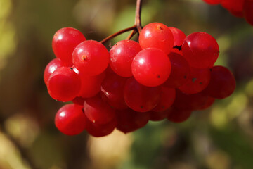 Ripe viburnum berries in autumn.