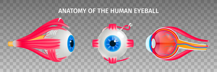 Fototapeta premium Human Eye Anatomy Transparent Set