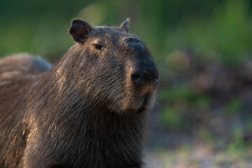 The capybara (Hydrochoerus hydrochaeris)