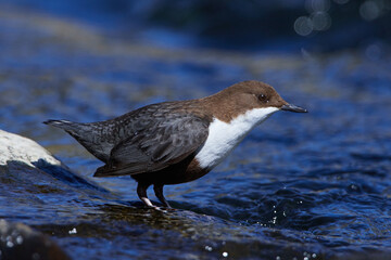 Wasseramsel (Cinclus cinclus) an der Spree bei der Futtersuche	