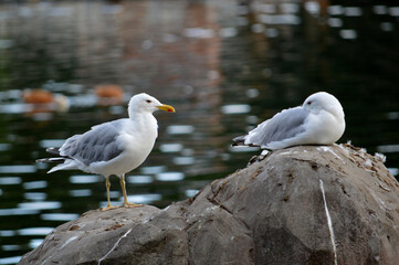 Seagulls on a rock