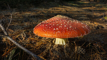 Single mushroom amanita in pine needles in the forest.View from below. View from above.