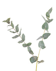 Eucalyptus branch isolated on white background