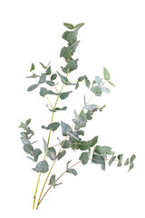 Eucalyptus branch isolated on white background