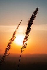 Naklejka premium Silhouette of pampas grass at sunset. Atmospheric mood, scenic nature background.