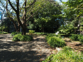 Fototapeta premium 公園の風景